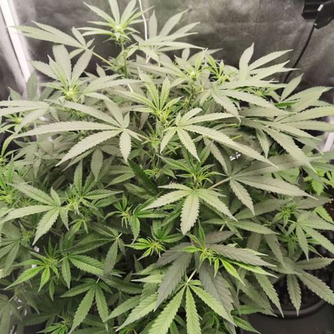 Shiskaberry growlog timeline photo