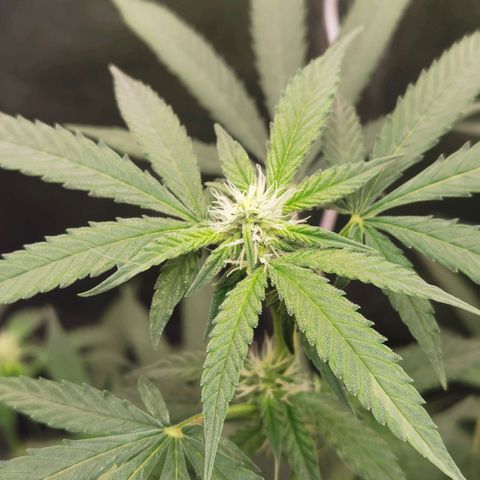 Shiskaberry growlog timeline photo