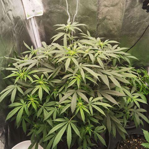 Shiskaberry growlog timeline photo