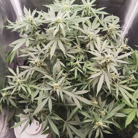 Shiskaberry growlog timeline photo