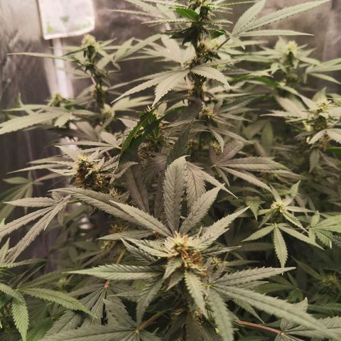 Shiskaberry growlog timeline photo