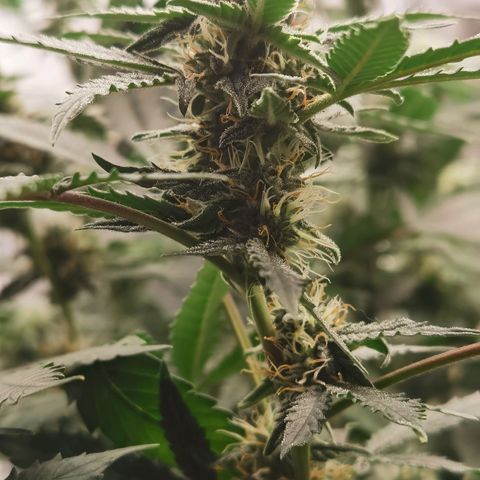 Shiskaberry growlog timeline photo