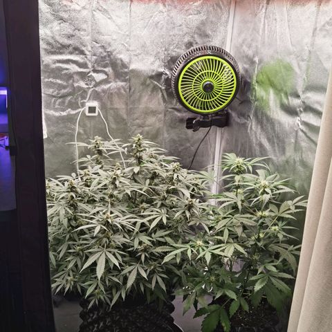 Shiskaberry growlog timeline photo