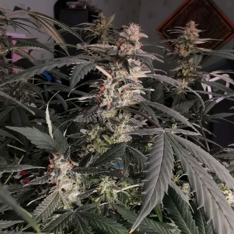 Shiskaberry growlog timeline photo