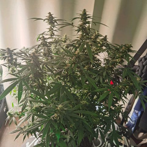 Shiskaberry growlog timeline photo