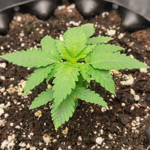 White Widow growlog timeline photo