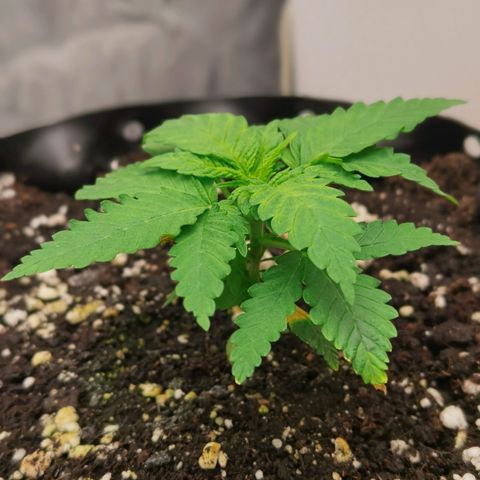 White Widow growlog timeline photo