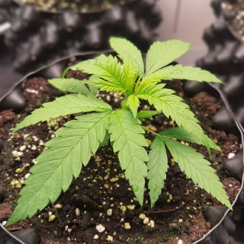 White Widow growlog timeline photo