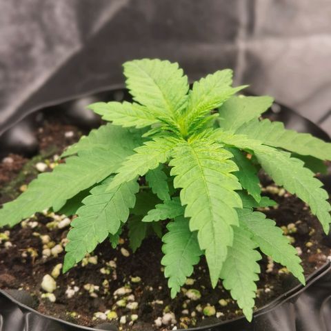 White Widow growlog timeline photo