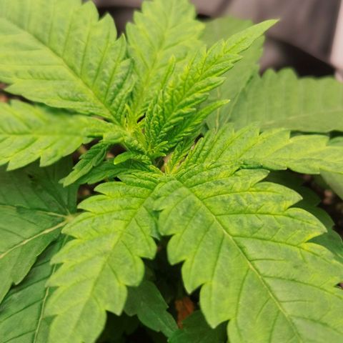 White Widow growlog timeline photo