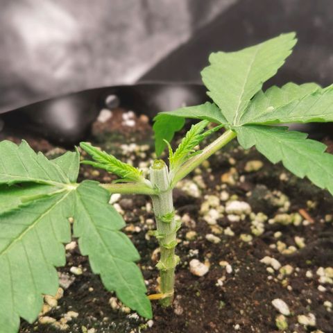 White Widow growlog timeline photo