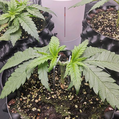 White Widow growlog timeline photo