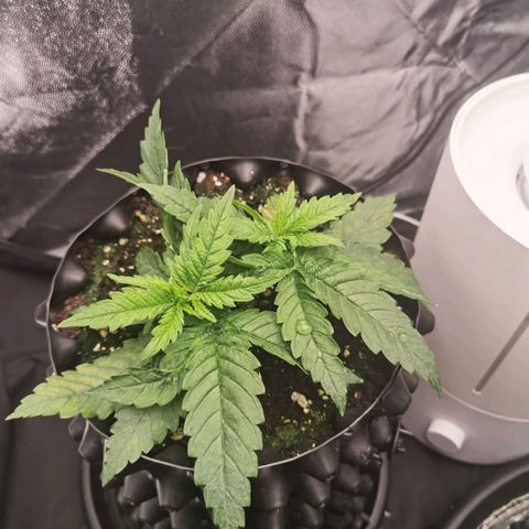 White Widow growlog timeline photo
