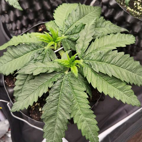 White Widow growlog timeline photo