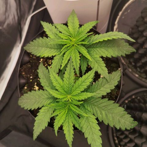 White Widow growlog timeline photo