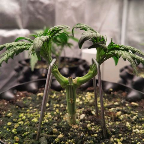 White Widow growlog timeline photo