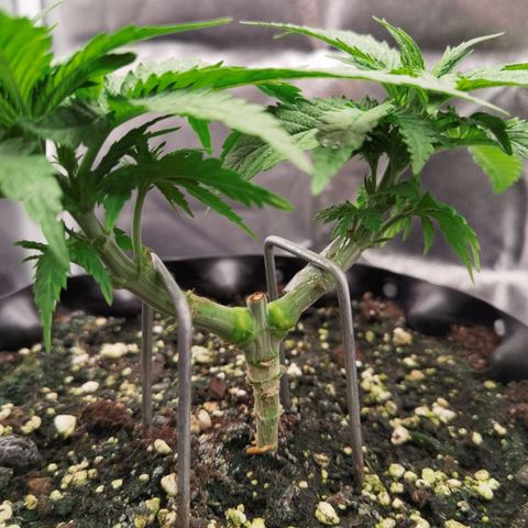 White Widow growlog timeline photo