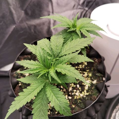 White Widow growlog timeline photo