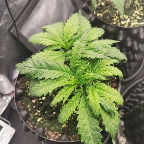 White Widow growlog timeline photo