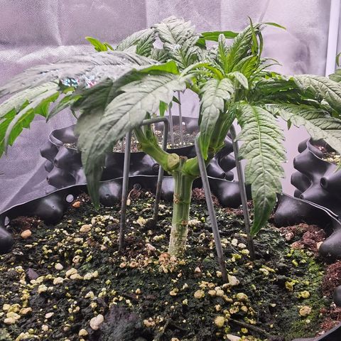 White Widow growlog timeline photo