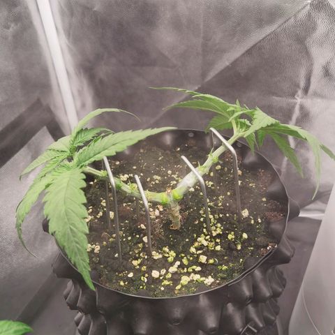 White Widow growlog timeline photo