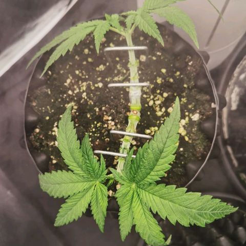 White Widow growlog timeline photo