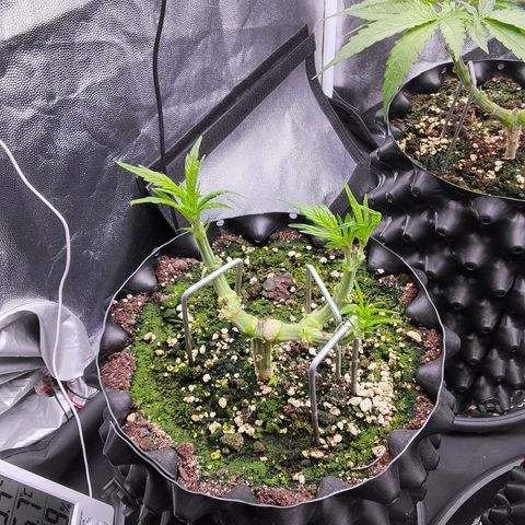 White Widow growlog timeline photo