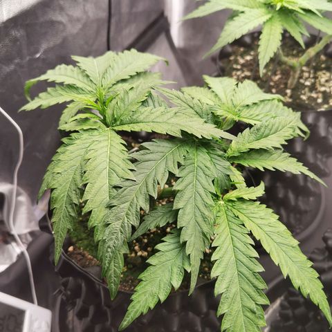 White Widow growlog timeline photo