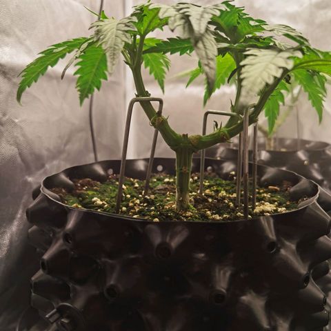 White Widow growlog timeline photo