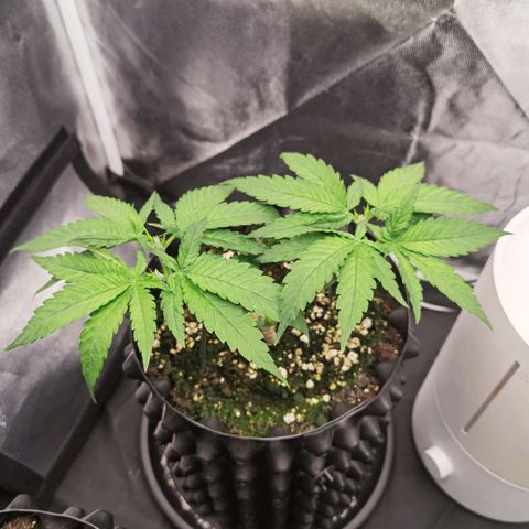 White Widow growlog timeline photo