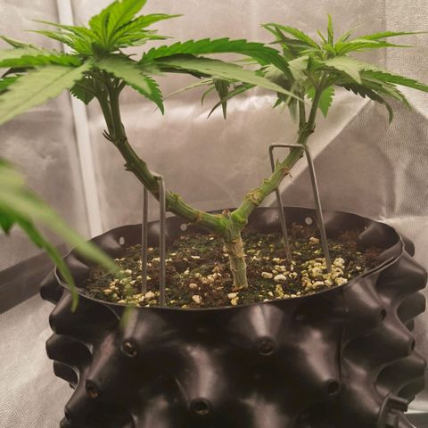 White Widow growlog timeline photo