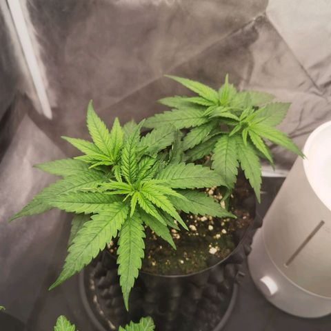 White Widow growlog timeline photo