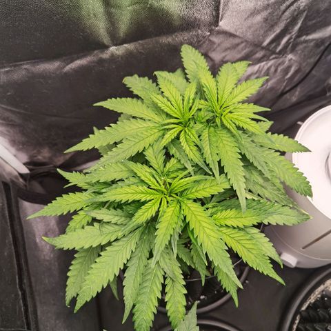 White Widow growlog timeline photo