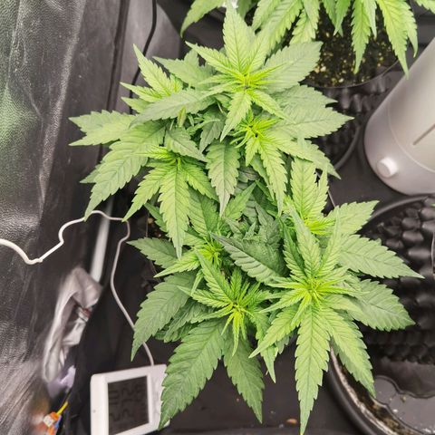 White Widow growlog timeline photo