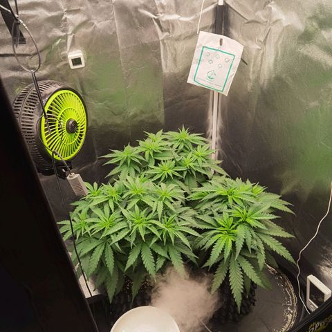 White Widow growlog timeline photo