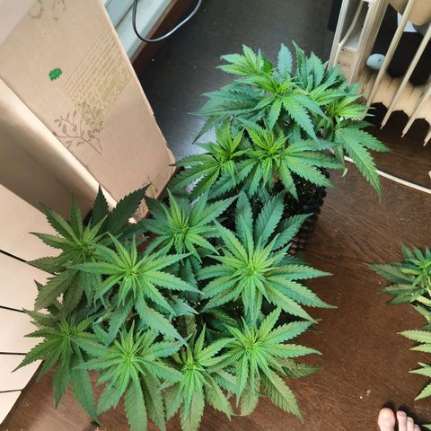 White Widow growlog timeline photo
