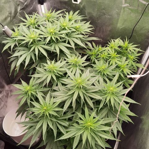 White Widow growlog timeline photo