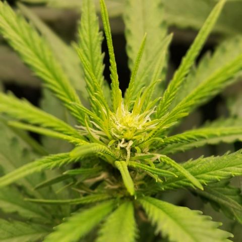 White Widow growlog timeline photo