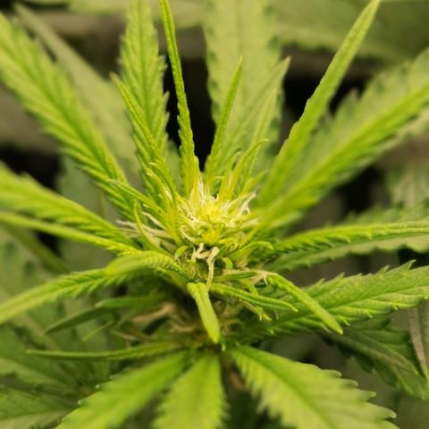 White Widow growlog timeline photo