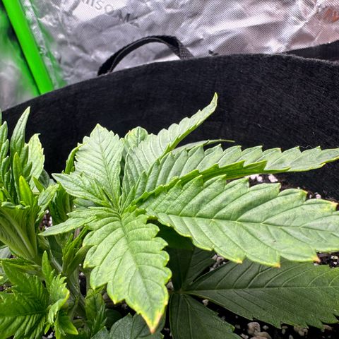 OG Kush Auto growlog timeline photo