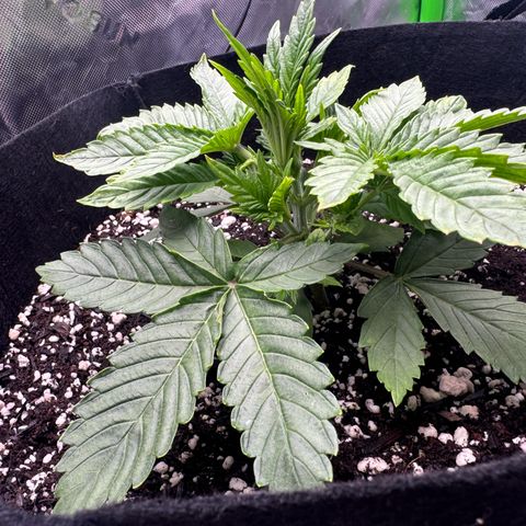 OG Kush Auto growlog timeline photo