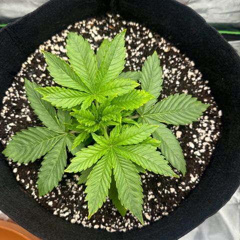 OG Kush Auto growlog timeline photo