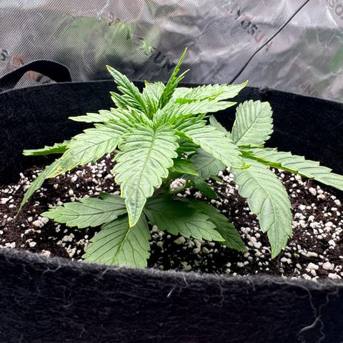 OG Kush Auto growlog timeline photo