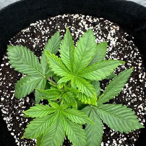 OG Kush Auto growlog timeline photo