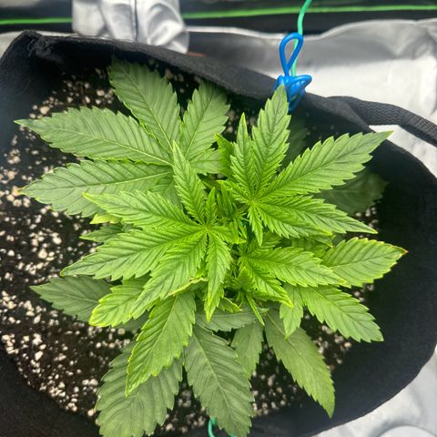 OG Kush Auto growlog timeline photo