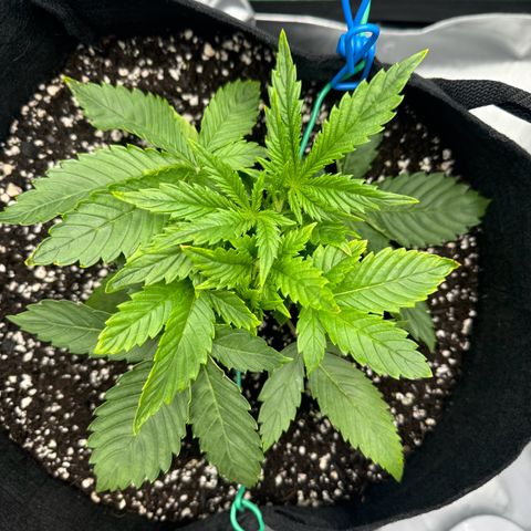 OG Kush Auto growlog timeline photo