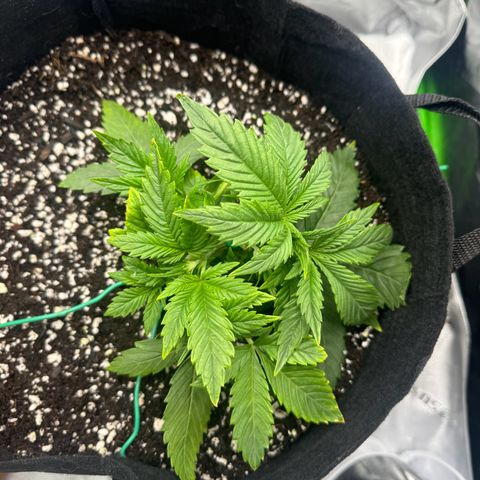 OG Kush Auto growlog timeline photo