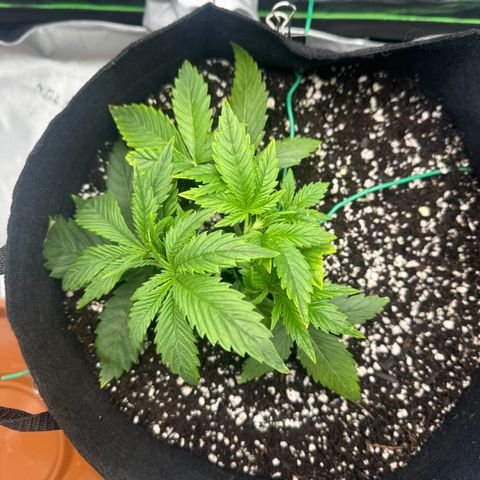 OG Kush Auto growlog timeline photo