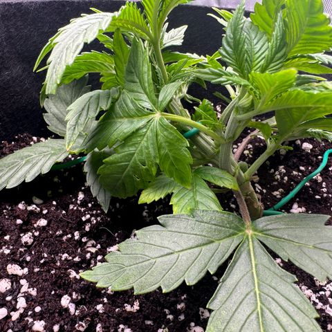 OG Kush Auto growlog timeline photo