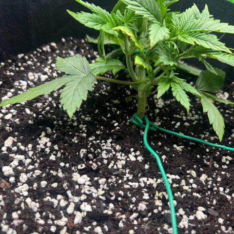 OG Kush Auto growlog timeline photo
